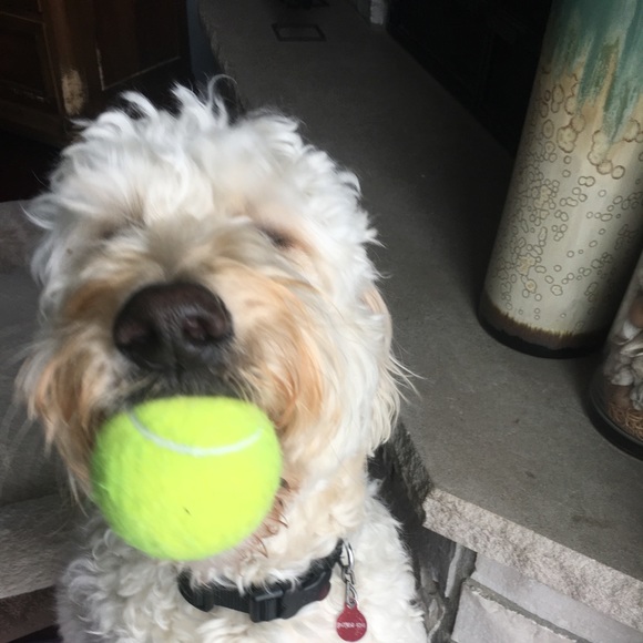 Meet your Posher, Laurie - Picture 1 of 1